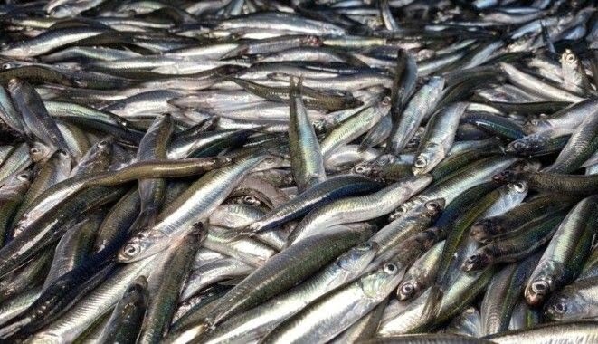 Karadeniz’de hamsi bereketi