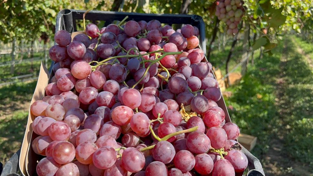 İznik’ten tüm Türkiye’ye