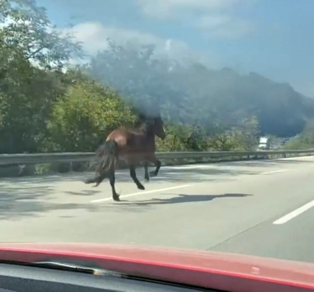 Karayolunda dört nala kaçış!