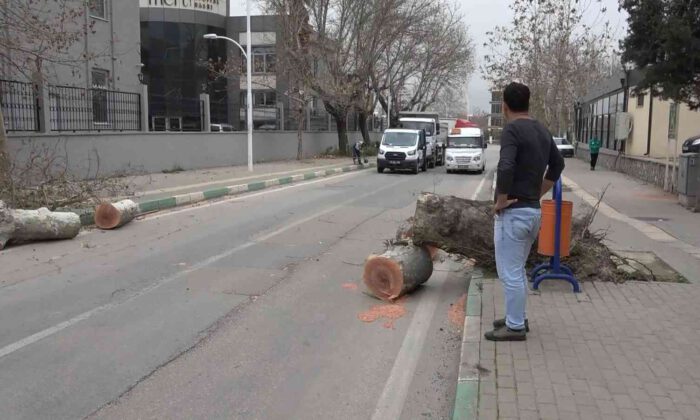 Çınar ağacı, minibüsün üzerine devirdi