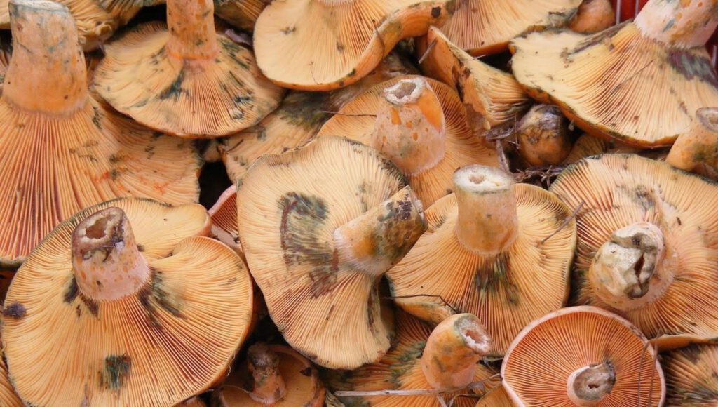 Mantardan zehirlenen kadın hayatını kaybetti