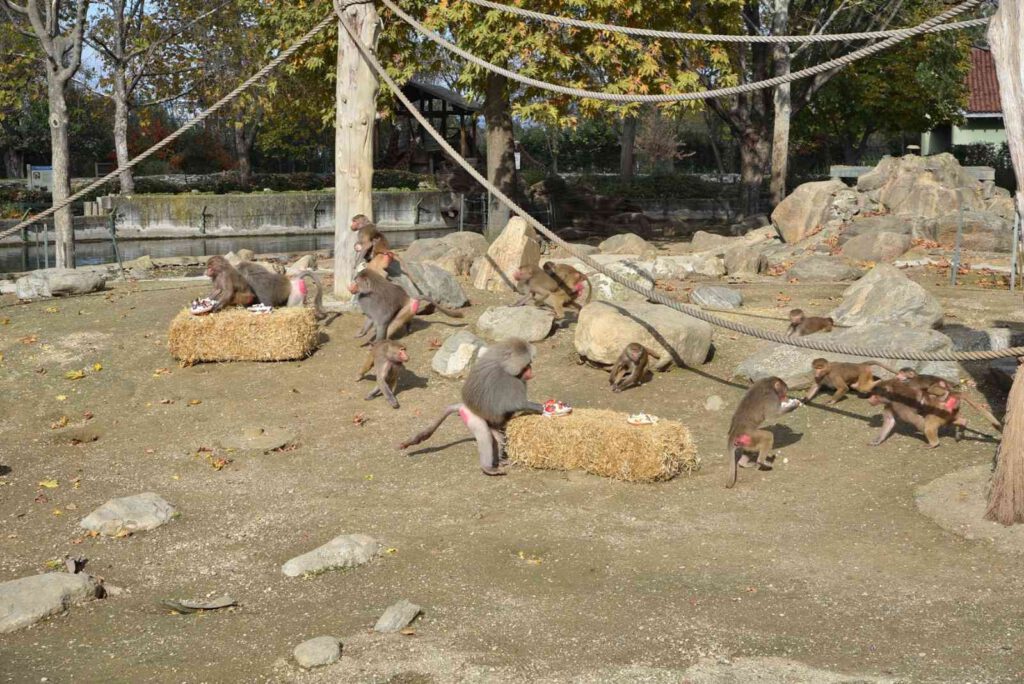 Maymunlara pastalı yaş günü kutlaması!