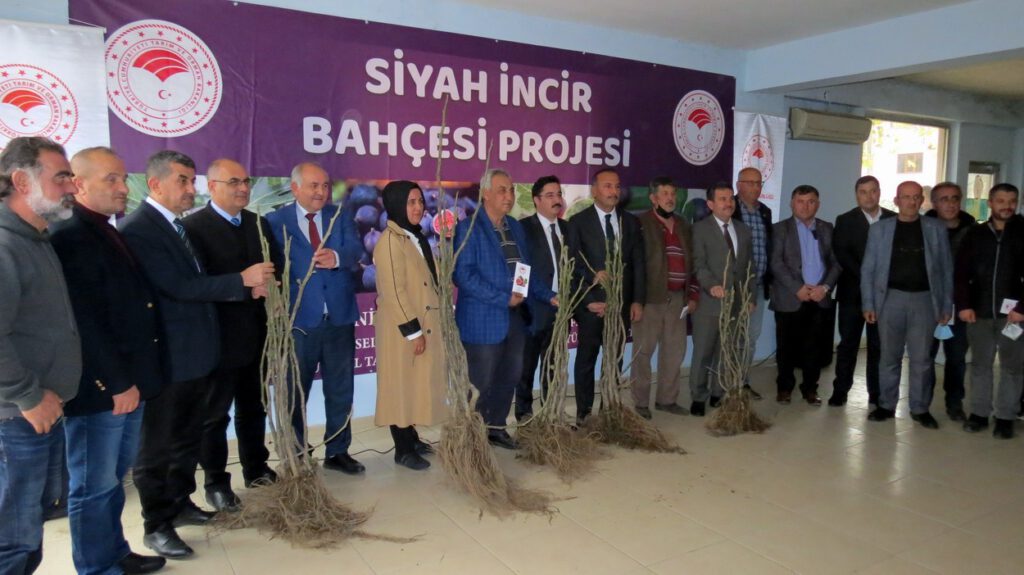 Siyah incir bahçesi projesi başladı