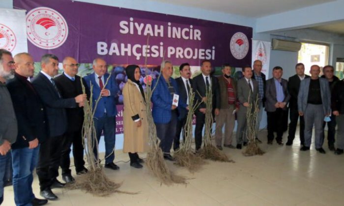 Siyah incir bahçesi projesi başladı