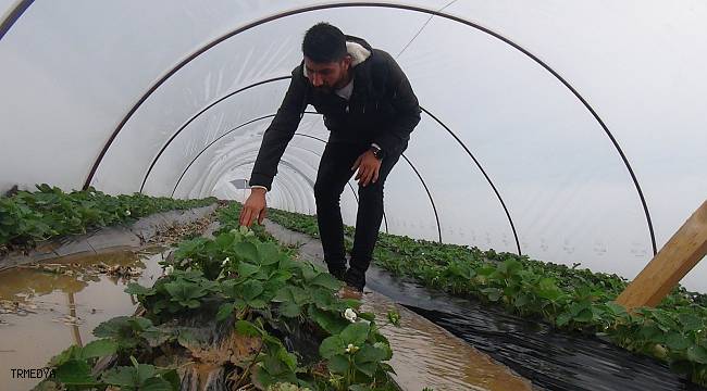 Antalya’da yağmur çilek seralarını sular içinde bıraktı