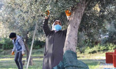 Topraktan halka zeytin hasadı başladı