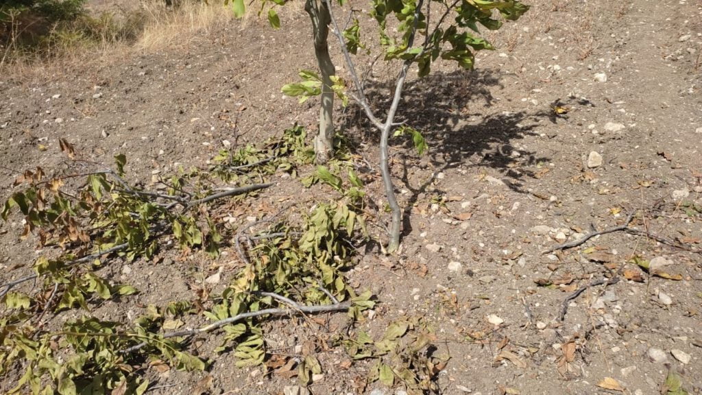 Yaban domuzları bahçeyi talan etti