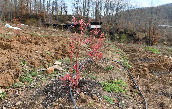 Yaban mersini gözde bitki olacak