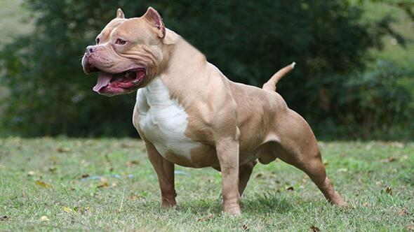 Başıboş Pitbull köpeğine operasyon