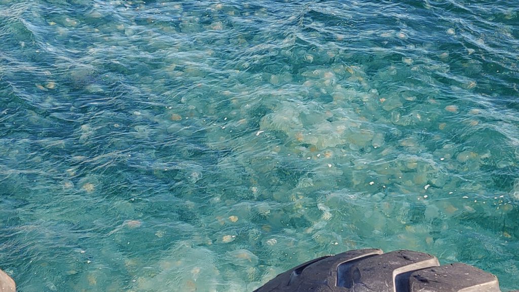 Marmara’da denizanası istilası!