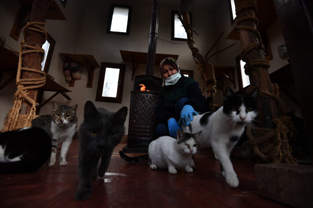 Sobalar engelli kediler için yandı