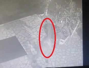 Engelli köpeği sopayla dövdü!