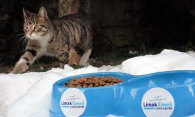 Limak, sokak hayvanlarını kara kışta unutmadı