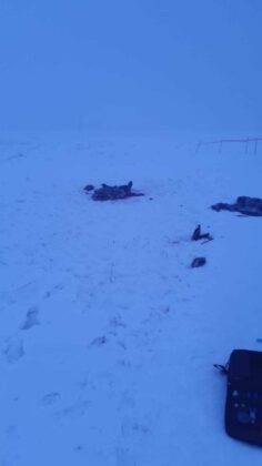 Sokak köpekleri Rus profesörü öldürdü