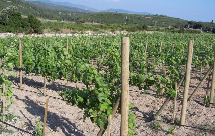 Orhangazi’de 1.478 m² bağ icradan satılık