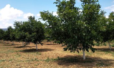 Kestel’de ceviz bahçesi icradan satılıktır