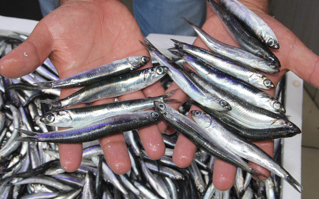 60 liralık hamsi rekor kırdı!