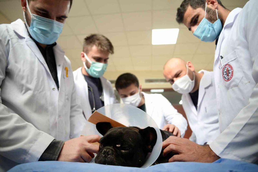 Hayvan Hastanesi’nde 7/24 hizmet