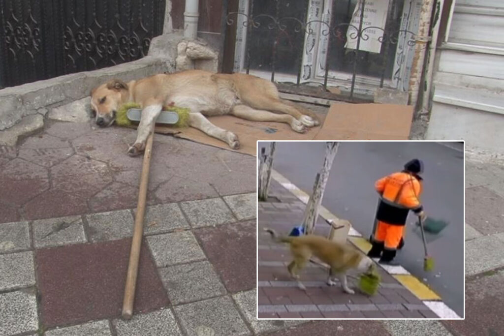 Haylaz hırsız süpürgeyi böyle çaldı