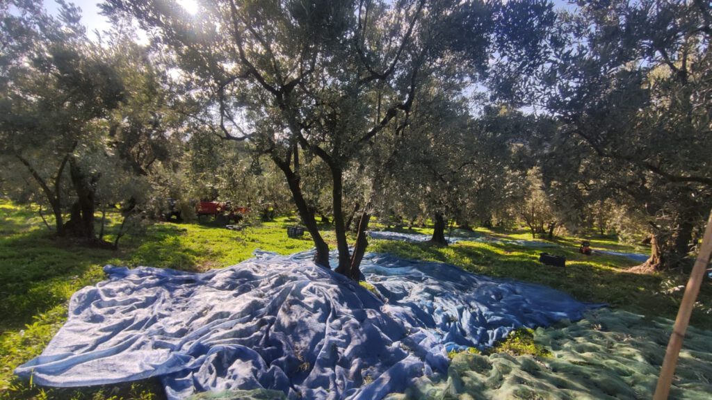 Zeytin toplayanların lodosla imtihanı