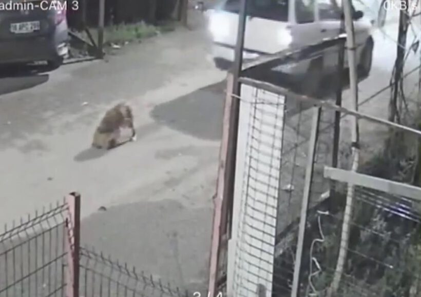 Köpeği ezdi, arkasına bile bakmadan gitti