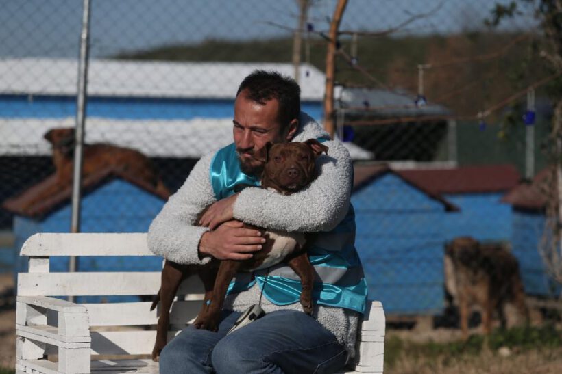 Pitbullar ile dost oldu