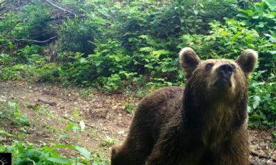 Boz ayılar Uludağ’da böyle yakalandı