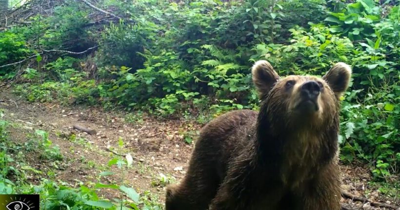 Boz ayılar Uludağ’da böyle yakalandı