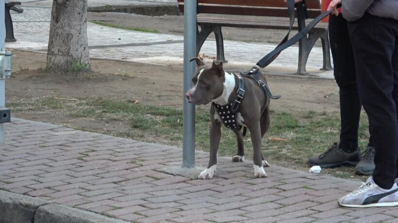 Parka terkedilen Pitbull’u kemeriyle yakaladı