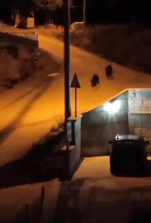 Bursa’da aç kalan domuzlar şehir merkezine indi