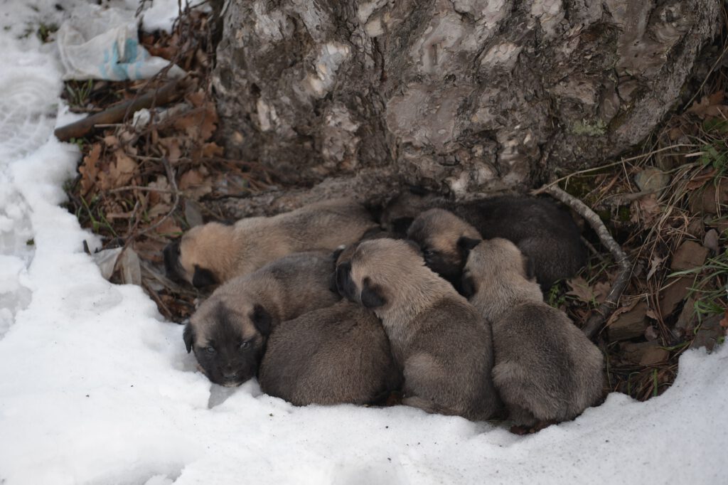 Uludağ’da anne ve 7 yavrusu böyle kurtarıldı
