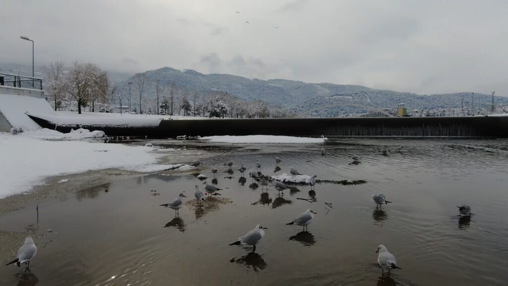 Buz tutan deredeki martıların kar banyosu kameralarda