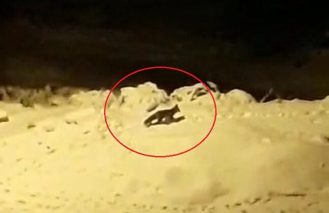 Bursa’da aç kalan tilkiler şehir merkezine indi