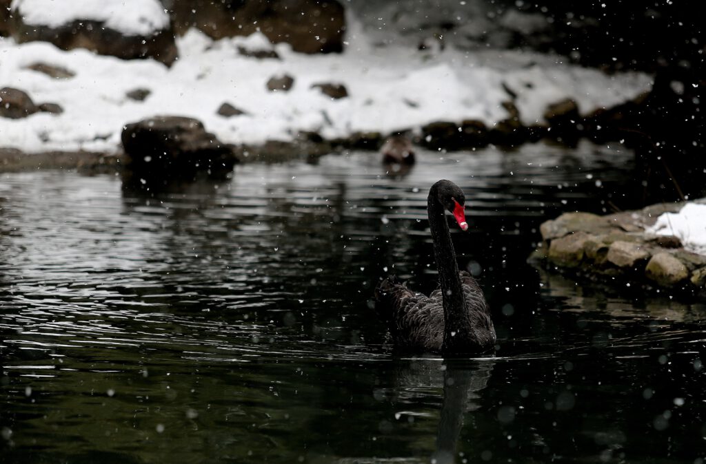 Kar altında hayvanların iç ısıtan kartpostallık görüntüleri