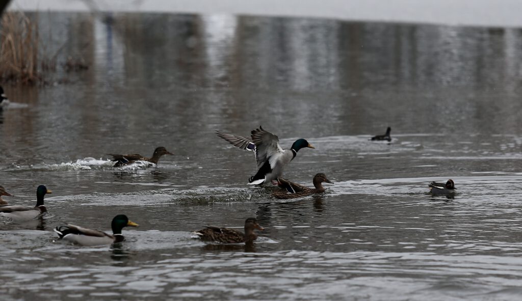 Botanik Park, kar yağınca hayvanlara kaldı
