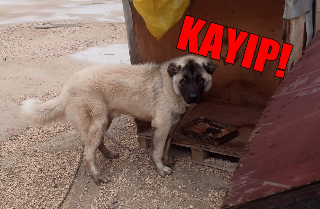 Bursa, Topuz köpeği arıyor