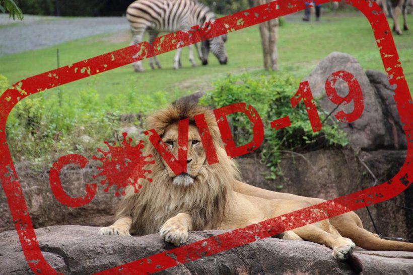 Bakıcılar, hayvanlara Covid-19 bulaştırdı!