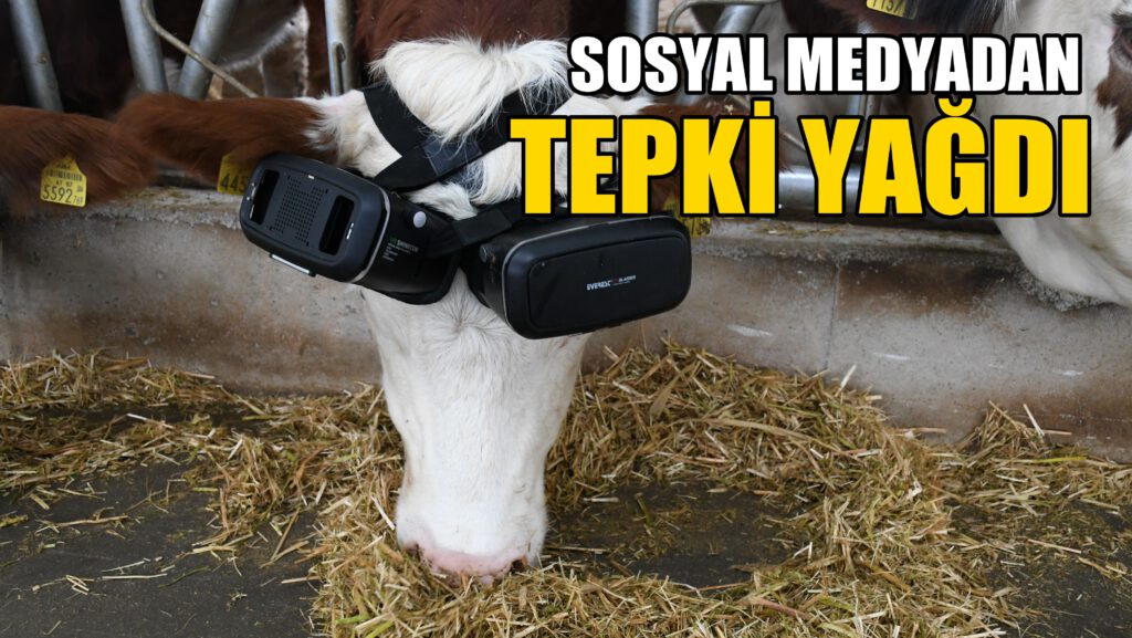 Sanal gerçeklik gözlüğü süt üretimini artırdı