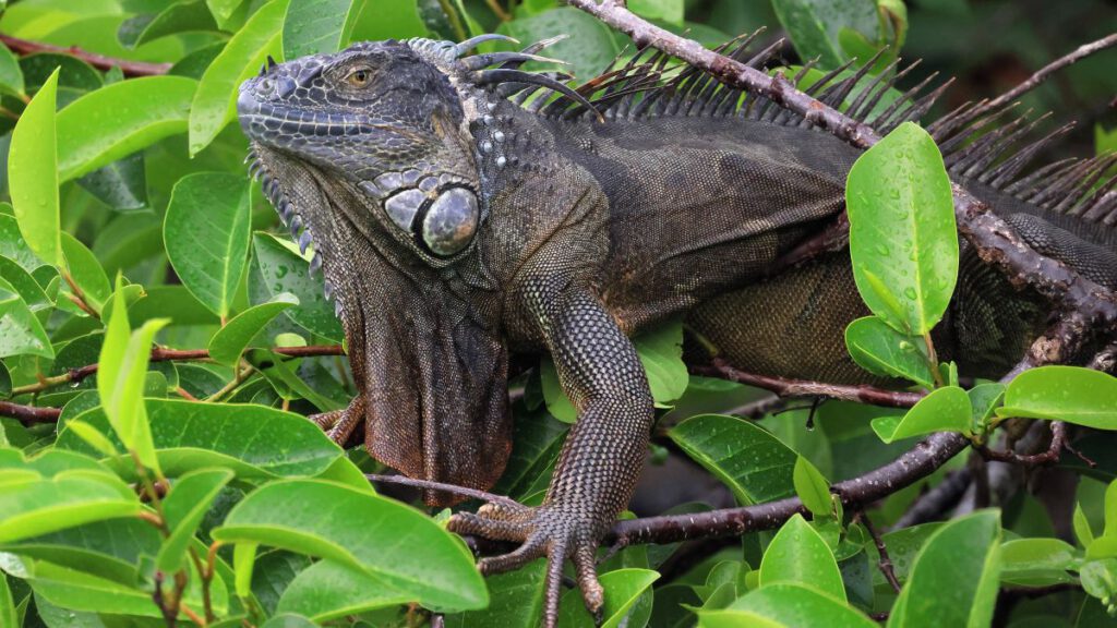 En ilginç meteorolojik uyarı! Başınıza ‘iguana’ yağabilir