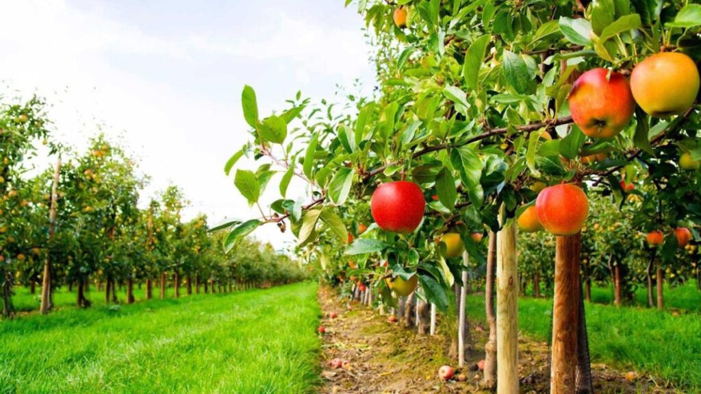 İznik’de 3.970 m² meyve bahçesi satılıktır
