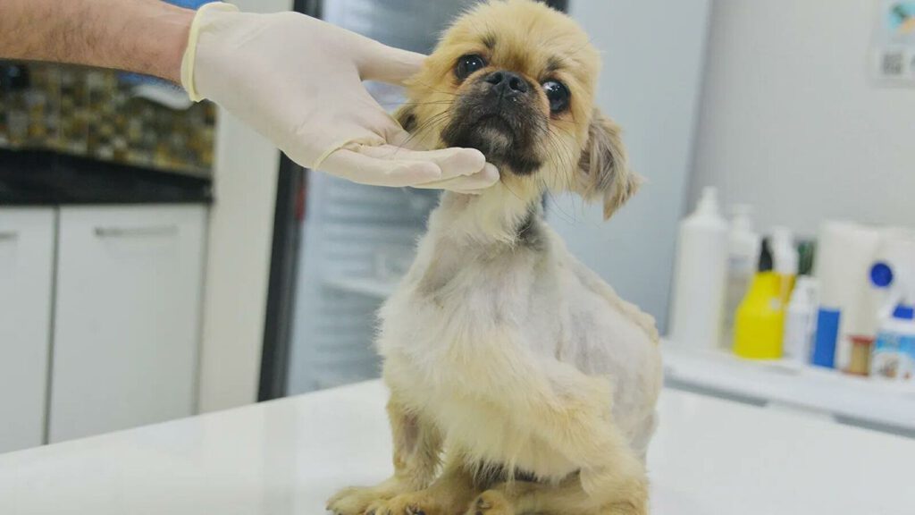 Köpeği anestezisiz kısırlaştıran veteriner hakkında soruşturma