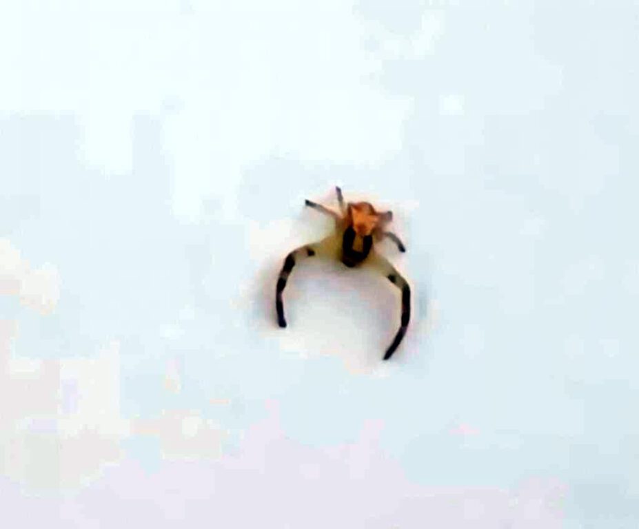 Bu böceği görenler hayrete düştü!