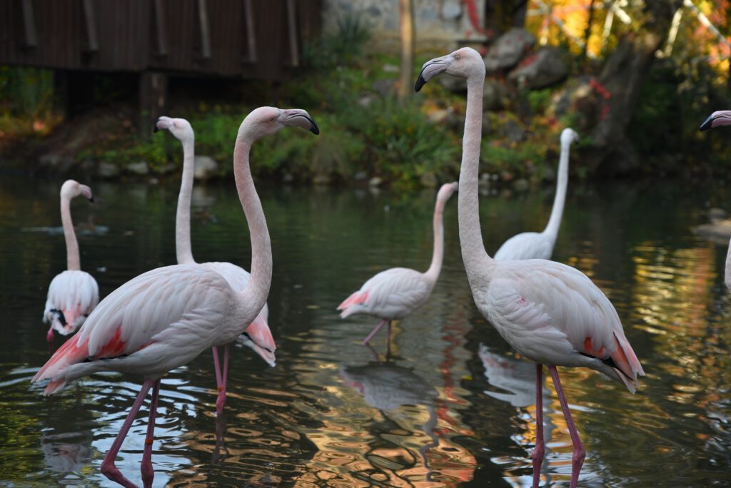 Hayvanat Bahçesi’nde çarşamba günleri ‘Halk Günü’