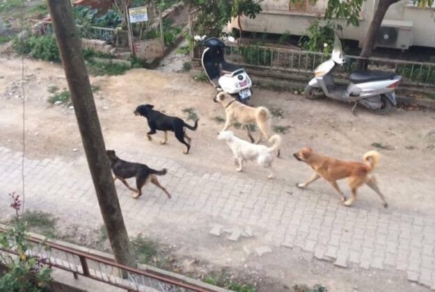 Bursalı çiftçi köpeklerin saldırısına uğradı