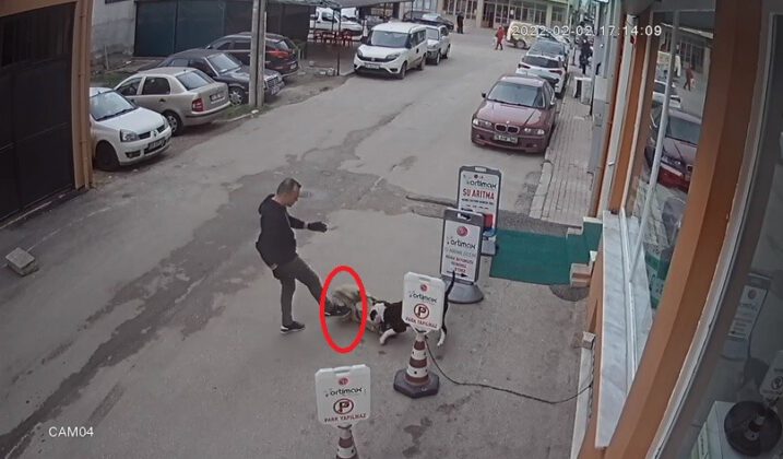 Bursa’da bir cani pitbull köpeğini sokak köpeğine saldırtıp selfie çekti