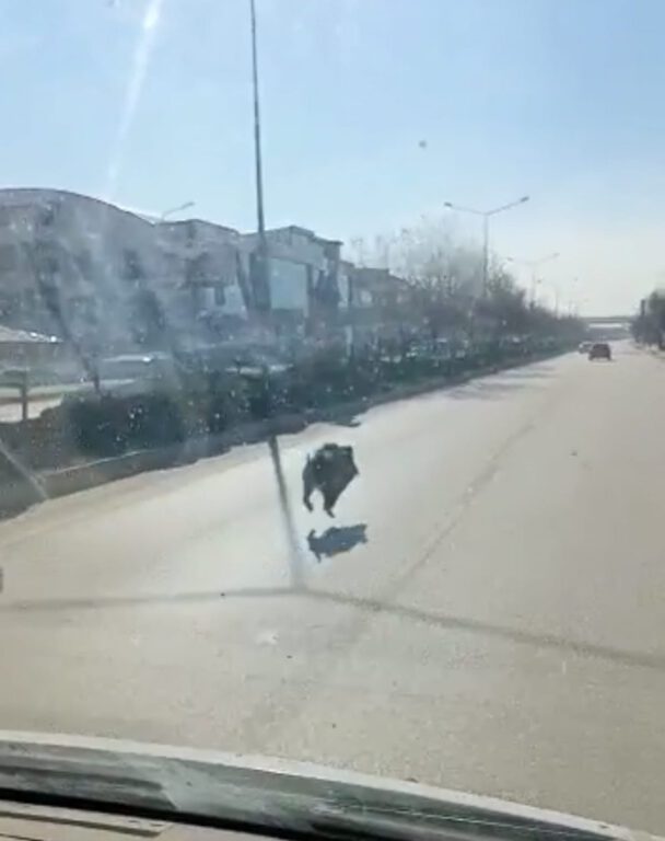 Cadde ortasında domuz!