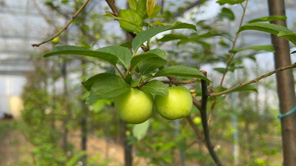 Bursa’nın en pahalı hasadı başladı… Kilosu tam bin TL