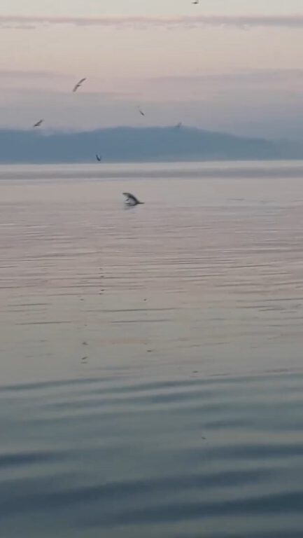 Bursa’da yunus balıklarından sürpriz ziyaret