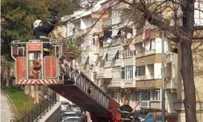 Bursa’da ağaçta asılı kalan kuşu itfaiye ekipleri böyle kurtardı