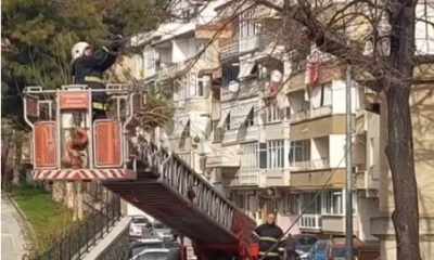 Bursa’da ağaçta asılı kalan kuşu itfaiye ekipleri böyle kurtardı